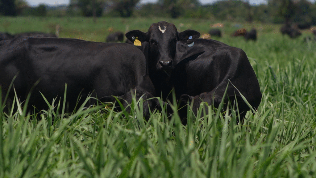 Pasto para gado: saiba quais as melhores forrageiras 2 Tipos de pasto para gado