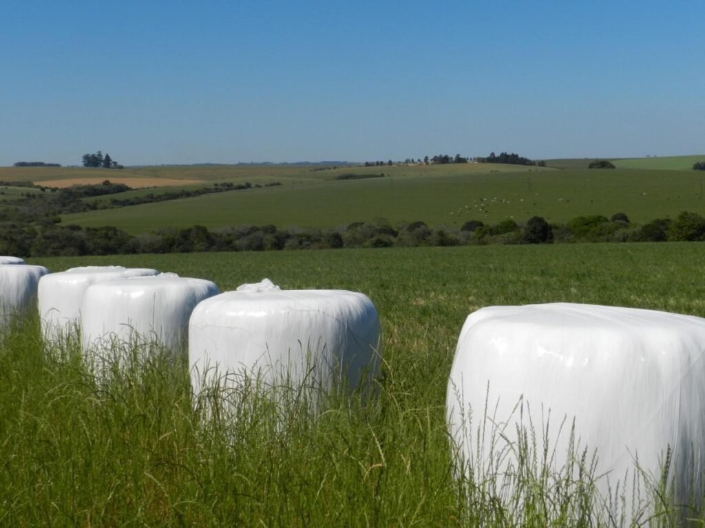 Pré-secado como técnica de conservação de alimento animal
