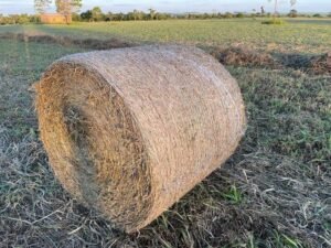 Produção de feno