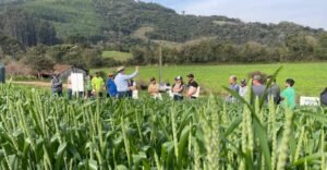 Qualidade da forragem