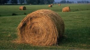 Tratamento de feno para gado