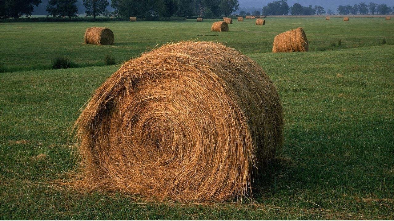 Tratamento de feno para gado