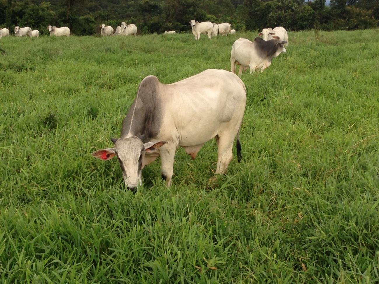 Forragem para animais