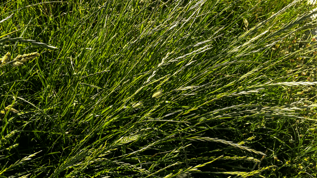 A importância de avaliar a qualidade da forragem