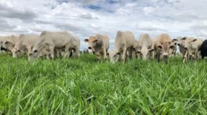 A importância da forragem para animais