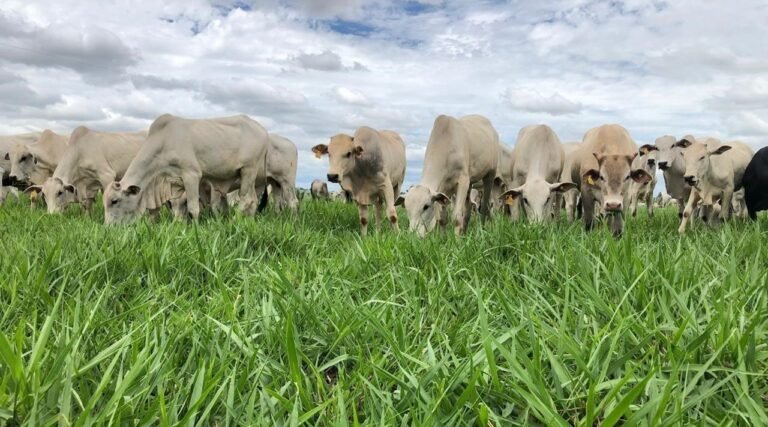 A importância da forragem para animais