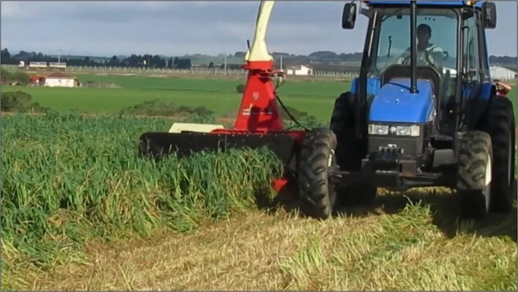 O que é silagem de capim e por que deve ser feita na fazenda? 2 Vantagens da silagem de capim na fazenda