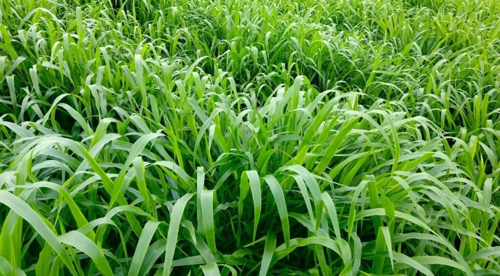 Qualidade da forragem 