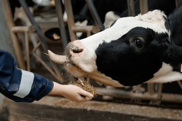 Vaca leiteira comendo feno triturado diretamente da mão do produtor, demonstrando alta palatabilidade.