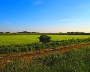 Vista panorâmica de campo agrícola com leiras de feno alinhadas sob céu azul, ilustrando a janela climática ideal para secagem.