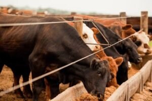 Gado confinado se alimentando em cocho linear, ilustrando o consumo seletivo e desperdício de ração.