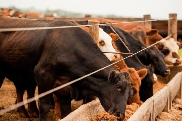 Gado confinado se alimentando em cocho linear, ilustrando o consumo seletivo e desperdício de ração.