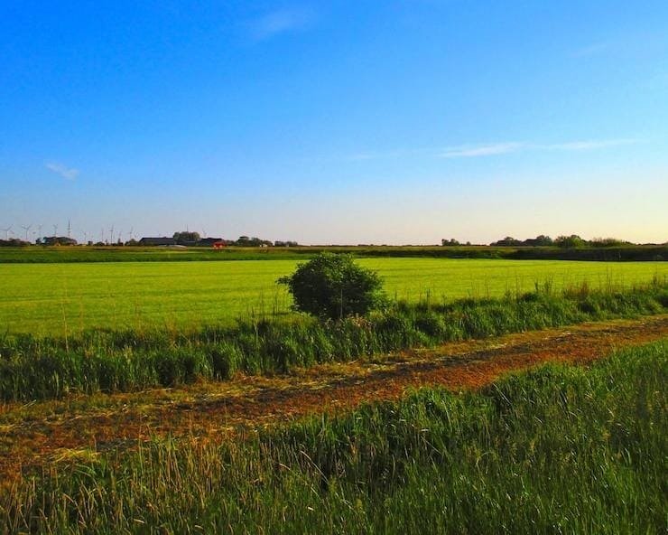Vista panorâmica de campo agrícola com leiras de feno alinhadas sob céu azul, ilustrando a janela climática ideal para secagem.
